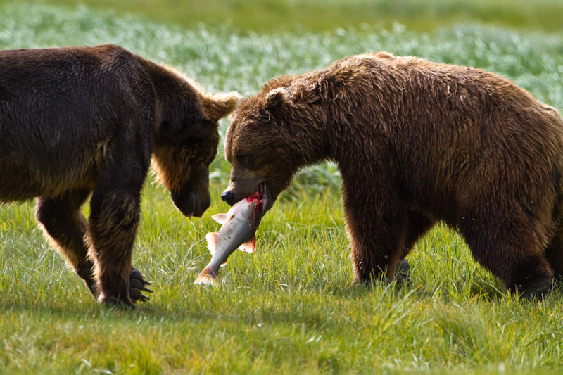 Grizzly Bears Fighting Over Salmon